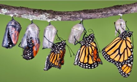 El cambio real opera de adentro hacia afuera