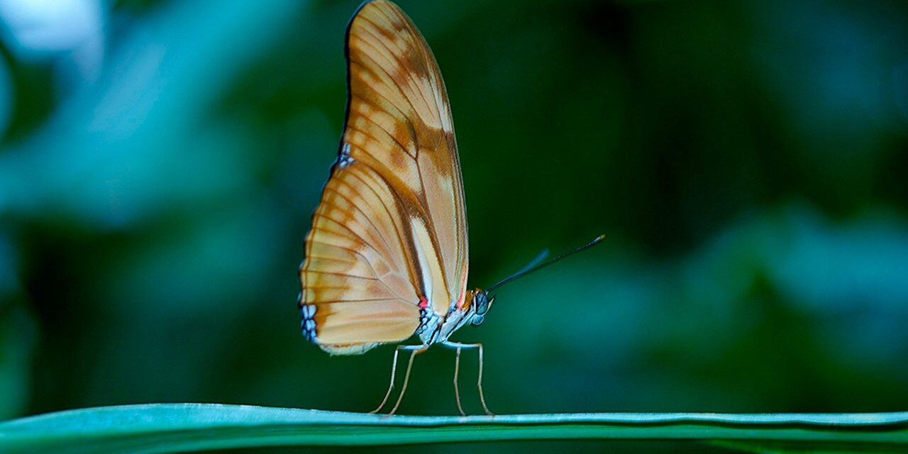 La vulnerabilidad del líder: Capacidad de ser uno mismo y brindar accesibilidad a los seguidores