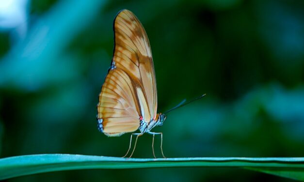 La vulnerabilidad del líder: Capacidad de ser uno mismo y brindar accesibilidad a los seguidores