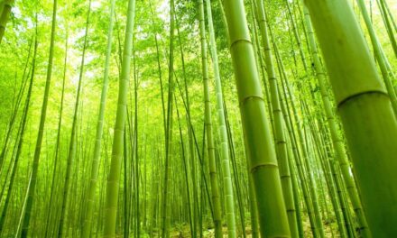 Crecer lleva su tiempo